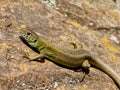 lacerta schreiberi, schreiberÃ¢â¬â¢s green lizard, iberian emerald lizard